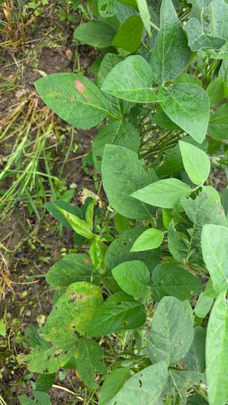 박재규님의 콩 · 병해충상담 작성글 사진