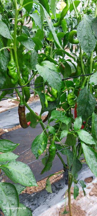 이형모님의 고추 · 병해충상담 작성글 사진