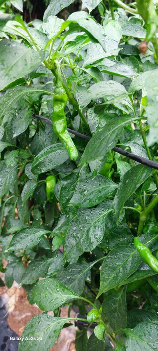 이형모님의 고추 · 병해충상담 작성글 사진