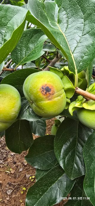 호랑이한마리님의 감 · 병해충상담 작성글 사진