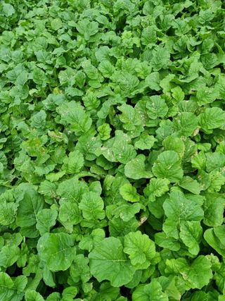 배추,무 초보농부영님의 기타작물 · 병해충상담 작성글 사진