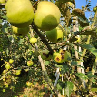 하동삼삼오오님의 사과 · 병해충상담 작성글 사진