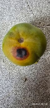 팜모닝 감·병해충상담 게시글 이미지