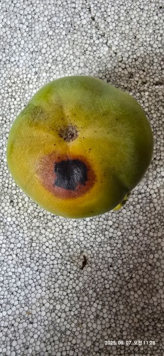 호랑이한마리님의 감 · 병해충상담 작성글 사진