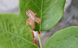 문종덕님의 블루베리 · 병해충상담 작성글 사진