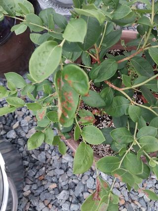 문종덕님의 블루베리 · 병해충상담 작성글 사진