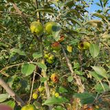 팜모닝 사과·병해충상담 게시글 이미지