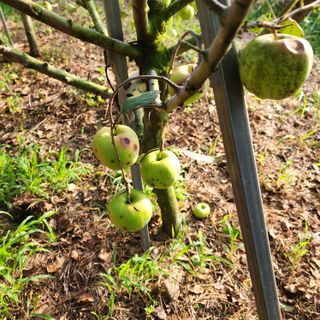 하동삼삼오오님의 사과 · 병해충상담 작성글 사진