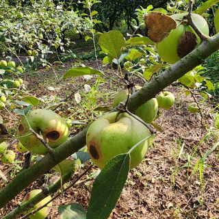 하동삼삼오오님의 사과 · 병해충상담 작성글 사진