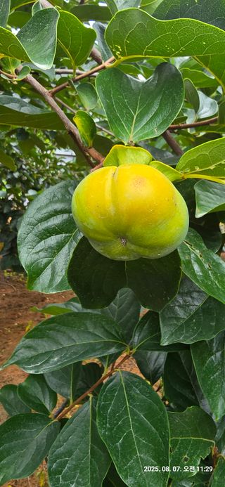 호랑이한마리님의 감 · 병해충상담 작성글 사진