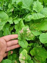 팜모닝 기타작물·병해충상담 게시글 이미지