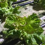 팜모닝 상추·병해충상담 게시글 이미지