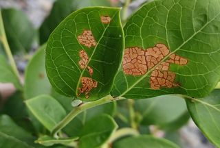 문종덕님의 블루베리 · 병해충상담 작성글 사진