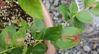 문종덕님의 블루베리 · 병해충상담 작성글 사진