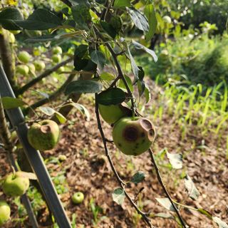 하동삼삼오오님의 사과 · 병해충상담 작성글 사진