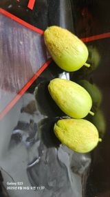 팜모닝 기타작물·병해충상담 게시글 이미지