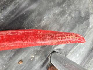 마운틴팜125님의 고추 · 병해충상담 작성글 사진