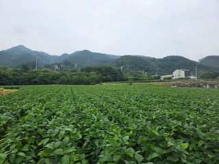이병현님의 콩 · 병해충상담 작성글 사진