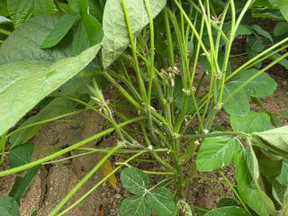 이병현님의 콩 · 병해충상담 작성글 사진