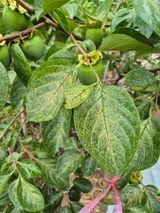 팜모닝 감·병해충상담 게시글 이미지