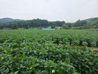 이병현님의 콩 · 병해충상담 작성글 사진