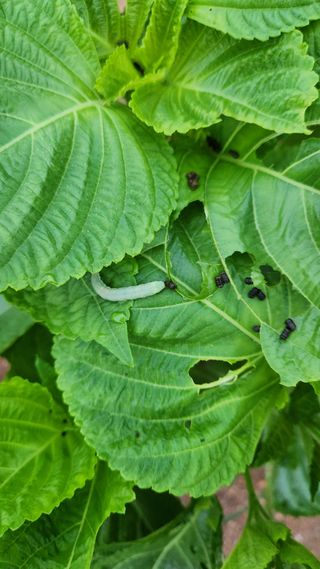 용민님의 들깨 · 병해충상담 작성글 사진
