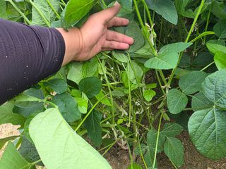 이병현님의 콩 · 병해충상담 작성글 사진