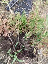 팜모닝 기타작물·병해충상담 게시글 이미지