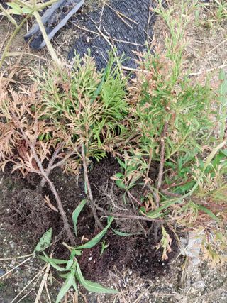 늘티님의 기타작물 · 병해충상담 작성글 사진