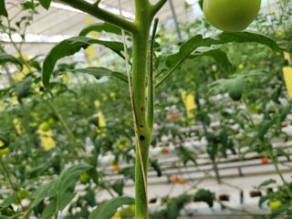 김태원님의 토마토 · 병해충상담 작성글 사진