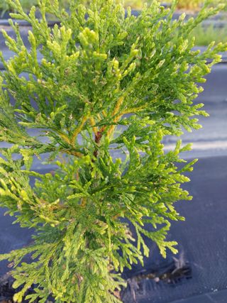 늘티님의 기타작물 · 병해충상담 작성글 사진