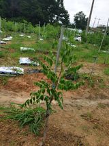 팜모닝 기타작물·병해충상담 게시글 이미지