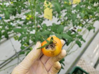 김태원님의 토마토 · 병해충상담 작성글 사진