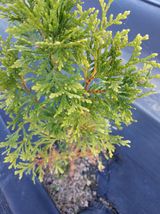 팜모닝 기타작물·병해충상담 게시글 이미지