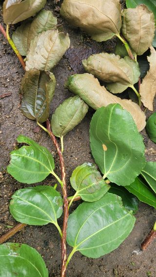 양파21964님의 기타작물 · 병해충상담 작성글 사진