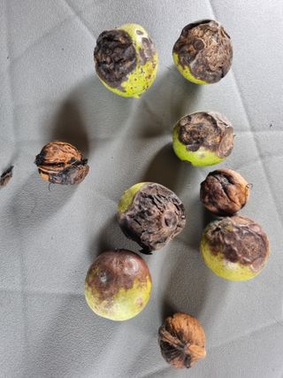 겨울님의 기타작물 · 병해충상담 작성글 사진