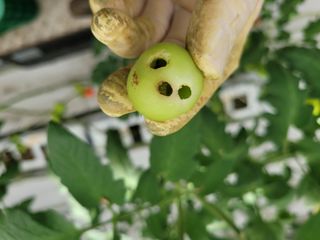 김태원님의 토마토 · 병해충상담 작성글 사진