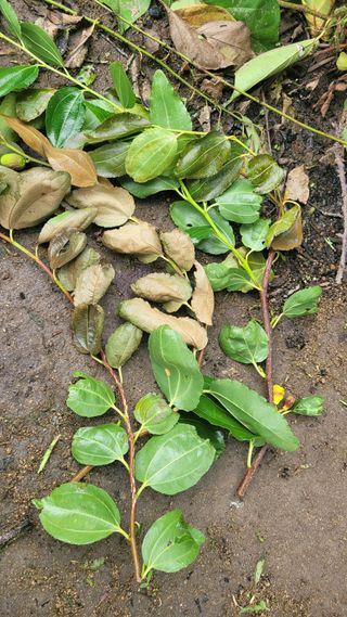 양파21964님의 기타작물 · 병해충상담 작성글 사진