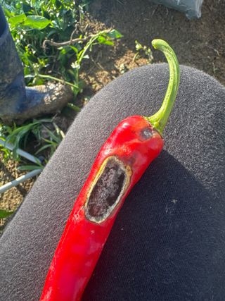 황다현님의 고추 · 병해충상담 작성글 사진