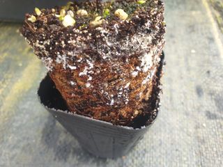 mk님의 기타작물 · 병해충상담 작성글 사진