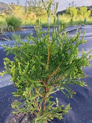 늘티님의 기타작물 · 병해충상담 작성글 사진