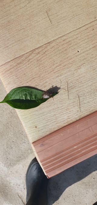 서곤님의 고추 · 병해충상담 작성글 사진