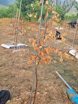 만석꾼님의 기타작물 · 병해충상담 작성글 사진