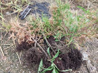 늘티님의 기타작물 · 병해충상담 작성글 사진