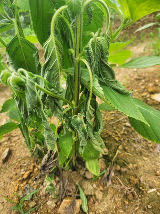 큰골왕자님의 들깨 · 병해충상담 작성글 사진