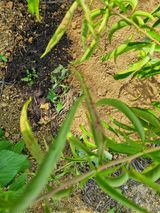 팜모닝 복숭아·병해충상담 게시글 이미지