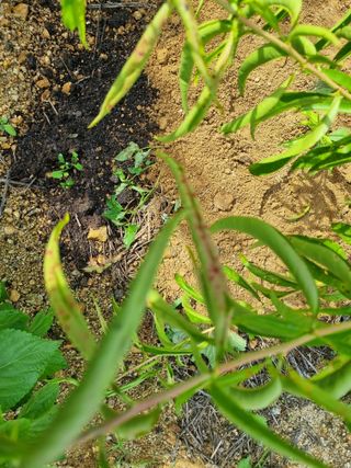 나라다운님의 복숭아 · 병해충상담 작성글 사진