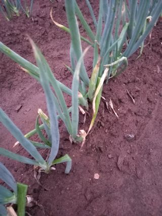 전진욱님의 파 · 병해충상담 작성글 사진