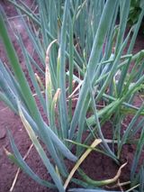 팜모닝 파·병해충상담 게시글 이미지