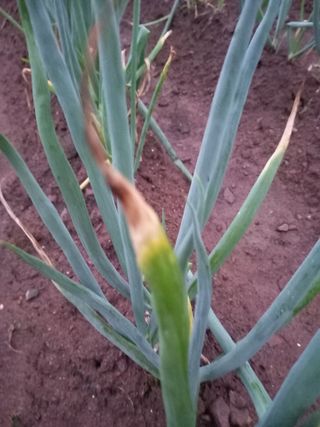 전진욱님의 파 · 병해충상담 작성글 사진